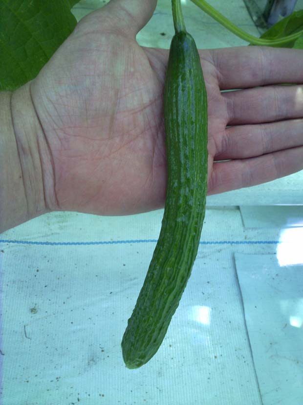 26 jan